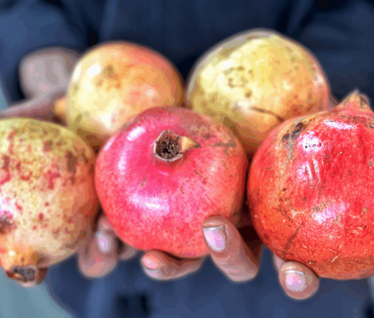 Captura de pantalla 2025-06-04 a las 16.45.33