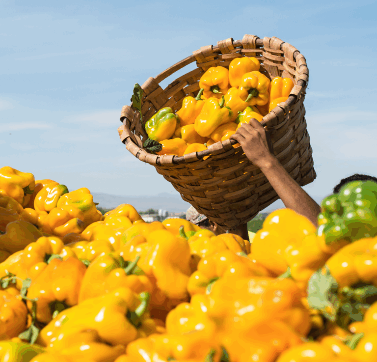 Captura de pantalla 2025-06-04 a las 16.46.26