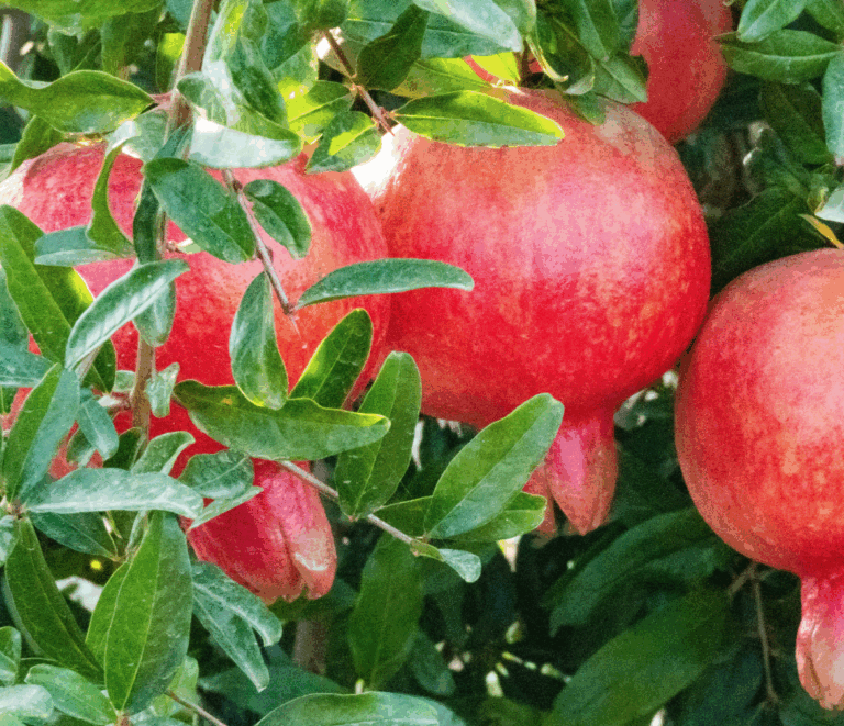 Captura de pantalla 2025-06-04 a las 16.51.58