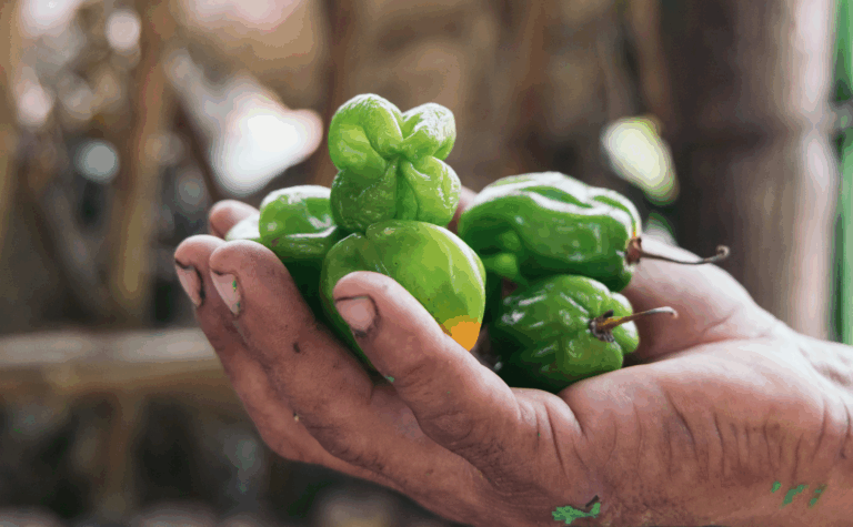 Captura de pantalla 2025-06-04 a las 18.23.25