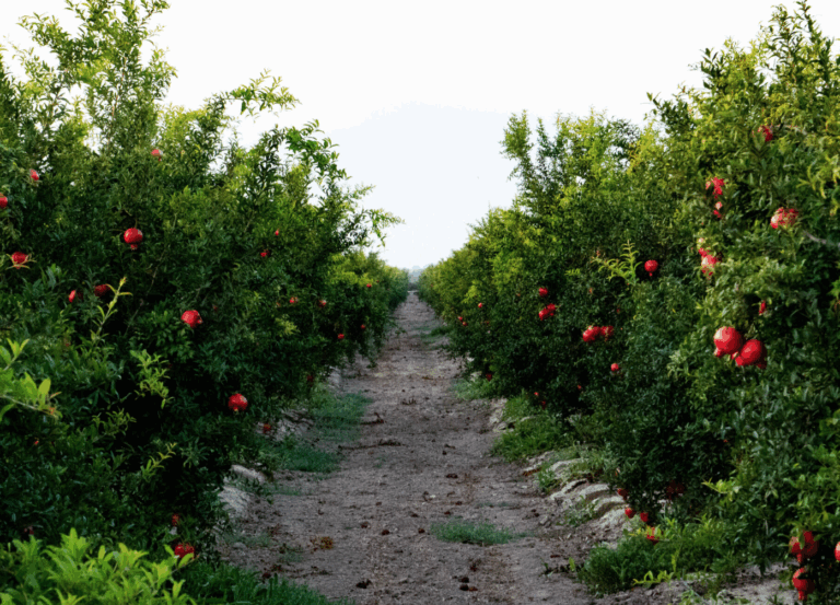 Captura de pantalla 2025-06-04 a las 18.26.13